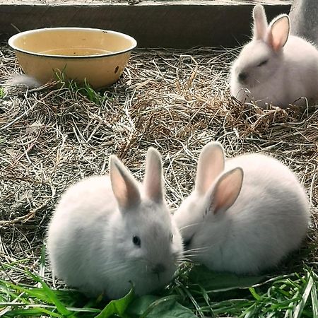 הוילה קניסנה Fernhill Guest Farm מראה חיצוני תמונה