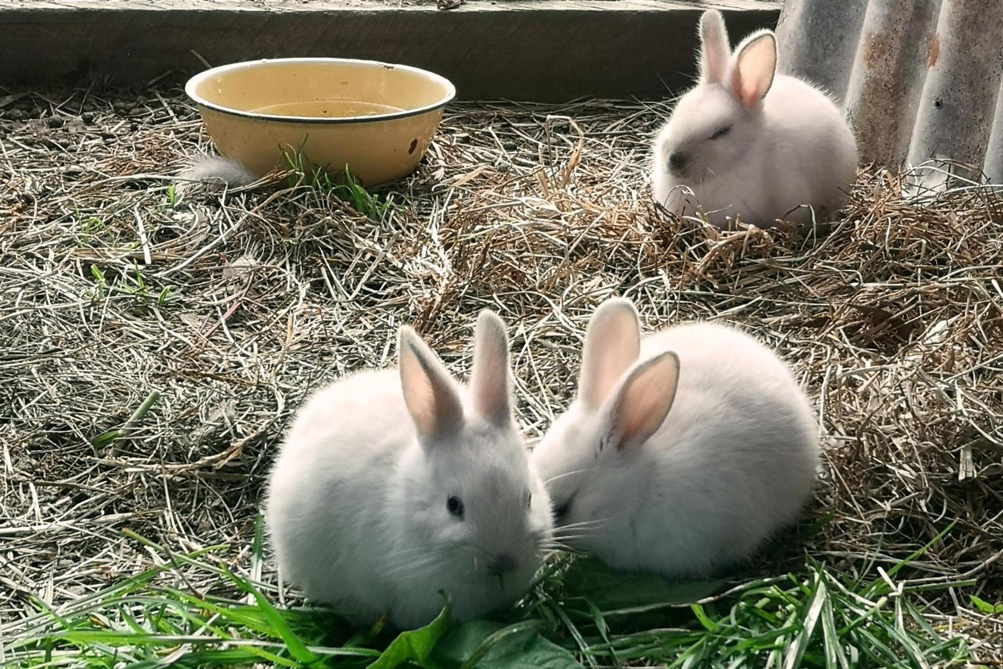 הוילה קניסנה Fernhill Guest Farm מראה חיצוני תמונה